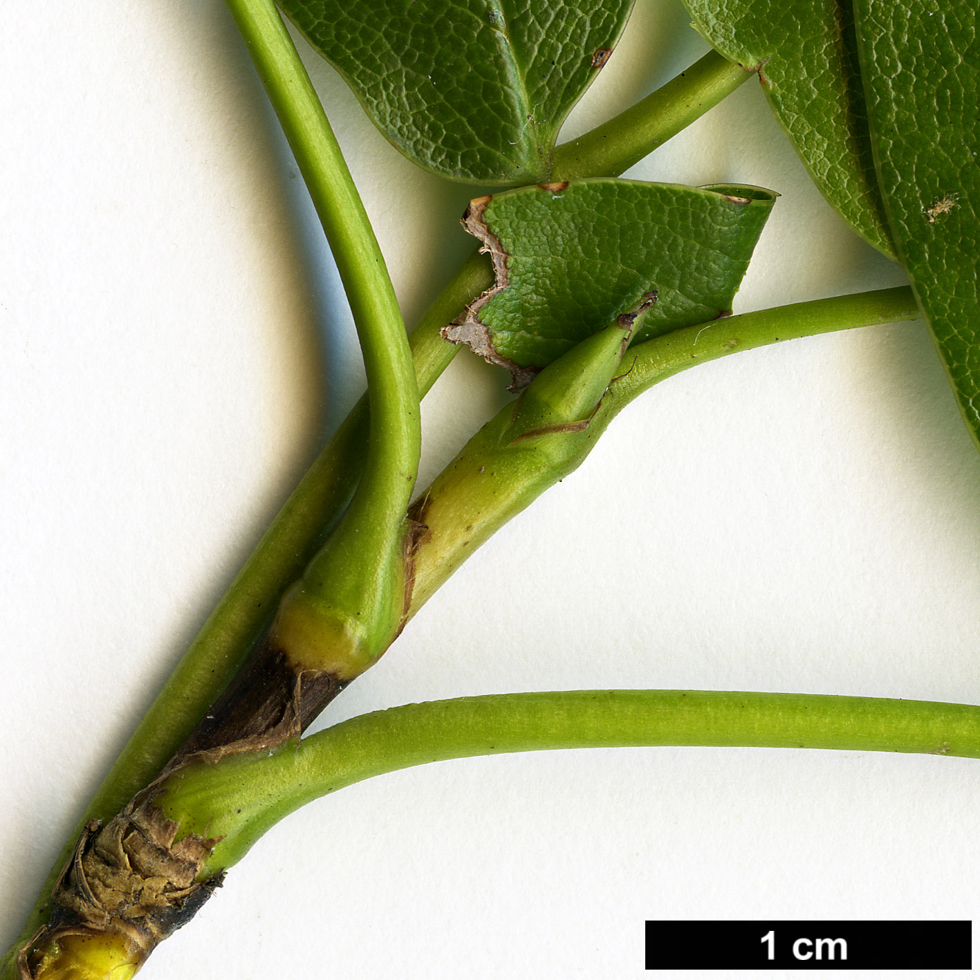 High resolution image: Family: Berberidaceae - Genus: Mahonia - Taxon: pinnata - SpeciesSub: subsp. insularis 'Schnilemoon'